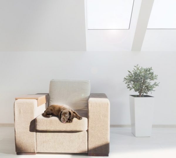 Are Your Pets Getting Enough Natural Light Throughout The Day?